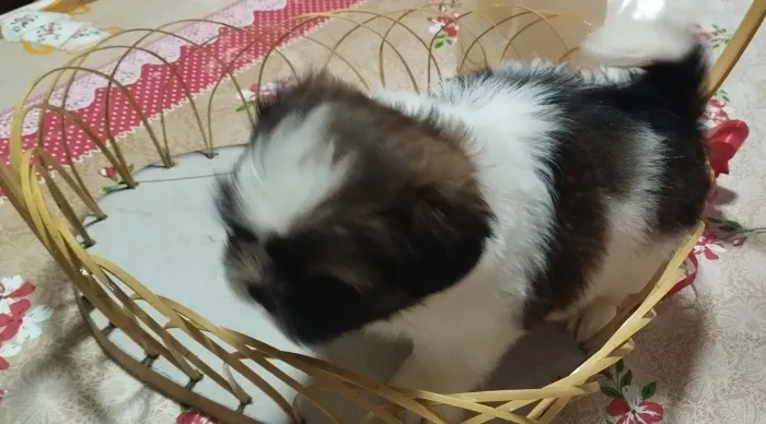 Shitzu Miniatura Macho e Fêmea Disponíveis