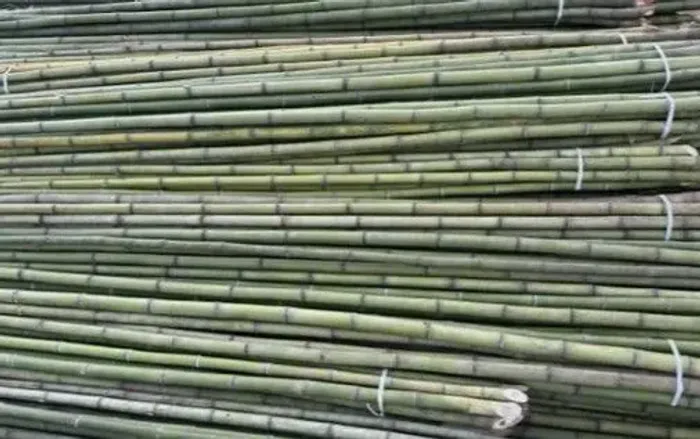 Bambu Vara Natural 1 Metro- 24 Unidades