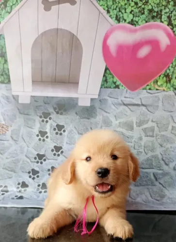 Golden Retriever lindos Filhotes 