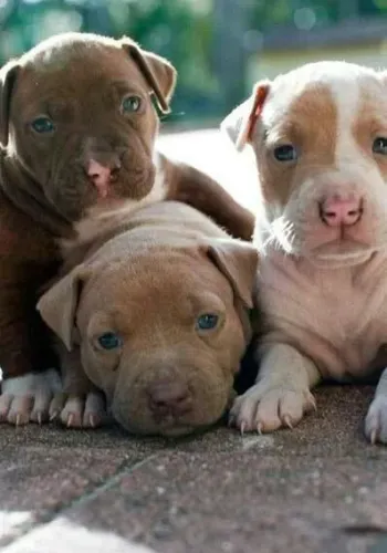 Pitbull Red Nose Filhotes - Aceito Cartão! Pronta Entrega!