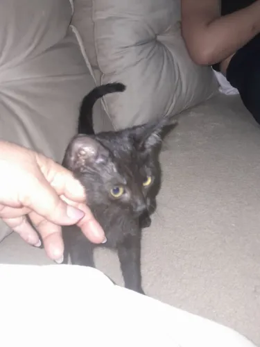 A gatinha para doação