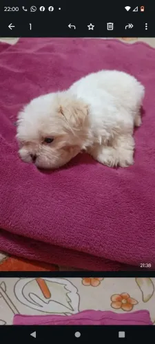 Vende se shitsu