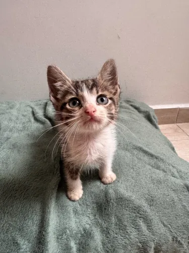ADOÇÃO RESPONSÁVEL DE GATINHO