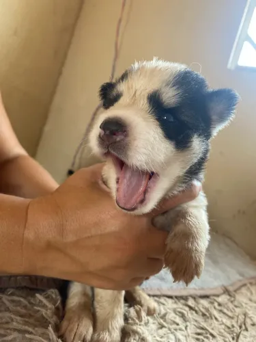 filhotes de husky