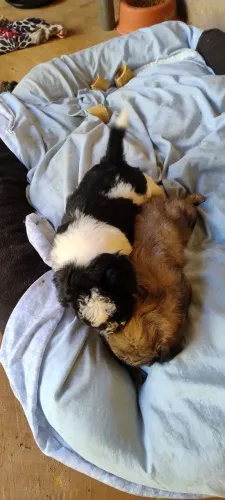 Vendo pet Shitzu macho e fêmea