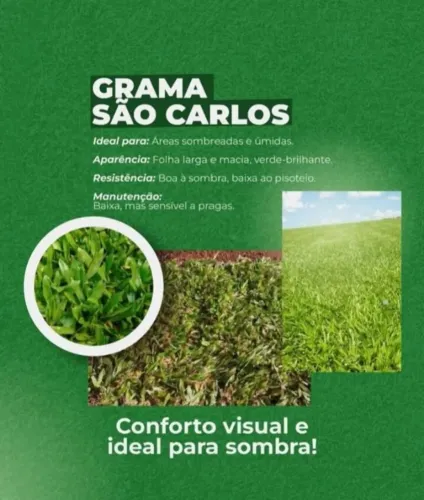 Grama São Carlos Jardim Sempre Bonito e Verde 