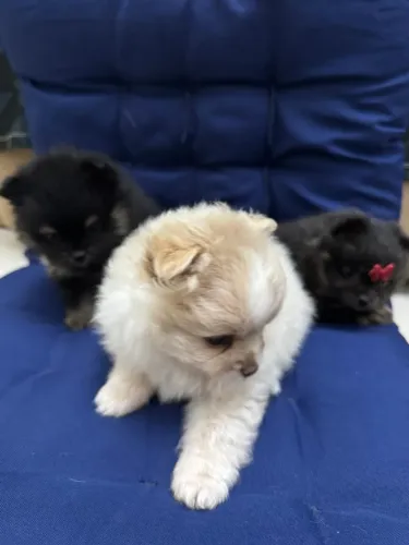 Cães Spitz alemão