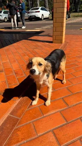 Cachorrinha abandonada