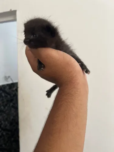 Doação Gato