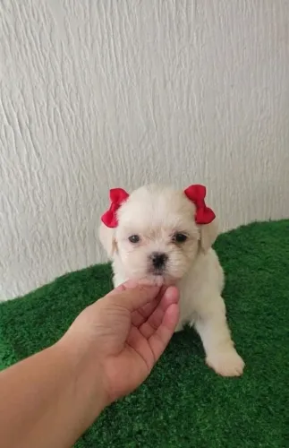 Filhote de Shih Tzu fêmea
