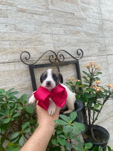Fox paulistinha fêmea linda super oferta