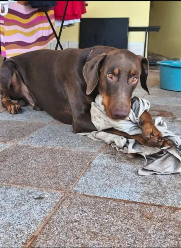 Vende-se doberman 