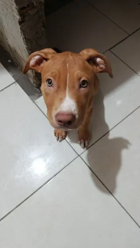 Filhote, Pit Monste puro 3 meses.
