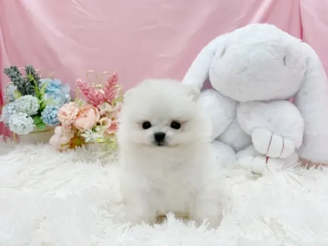 Cachorro filhote spitz alemão/lulu da pomerânia pelagem densa