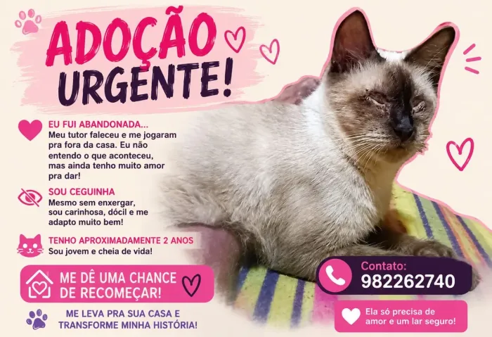 Gata castrada adulta 