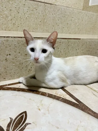 Gatinha para adoção
