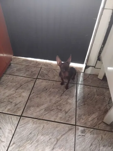 Vende-se cachorra pinscher fêmea chocolate