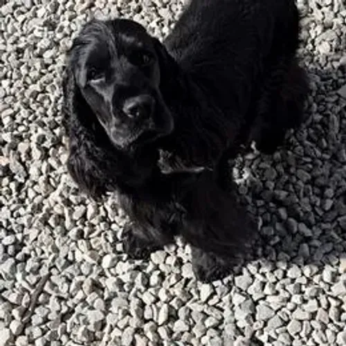 Cocker Spaniel,Cocker Spaniel Filhote Saudável Excelente Companhia
