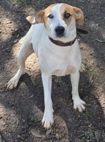 Doa cachorra castrada 1 ano 