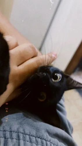 Doasse gato preto macho.