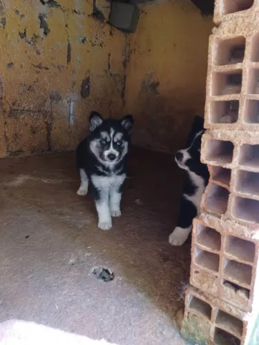 Filhote Husky Siberiano, Diga olá ao seu novo companheiro de aventuras!