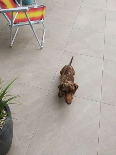 Lindo macho de linguiçinha chocomerle