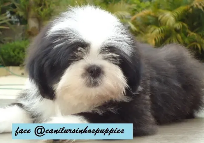 lhasa apso adquira hoje seu bebe entrega já