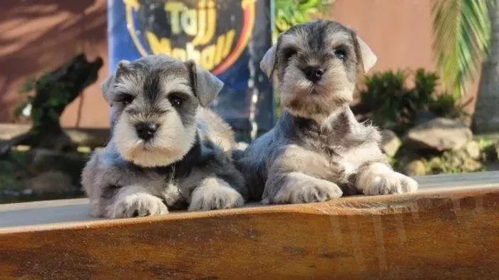 Schnauzer Miniatura Fêmeas Tajj Mahall Chip 1881 e 1856 Cor Sal e Pimenta Curitiba