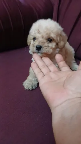 Poodle macho puro