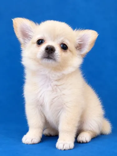 Chihuahua Machinho peludinho, pedigree CBKC seu melhor amigo está aqui! Faça sua reserva