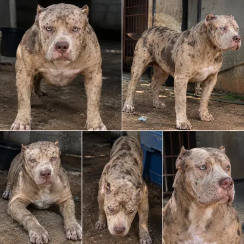 Filhote pitbull monster extreme / pedigree