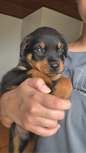 Vendo filhote de rottweiler fêmea