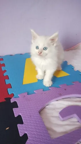 Gato Maine coon