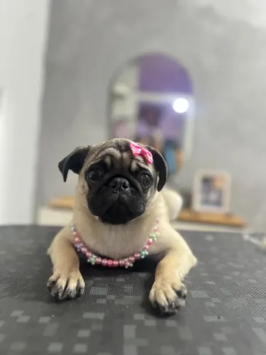 Cachorro