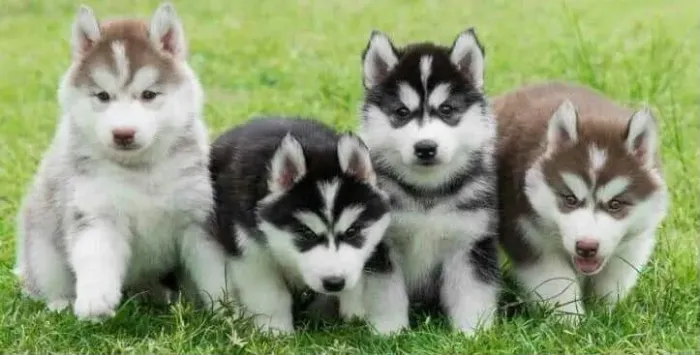 Husky siberiano cheio de energia