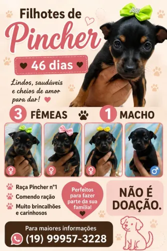 Filhotes Pincher n°1