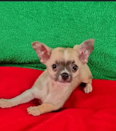 Chihuahua