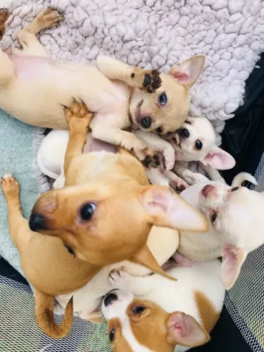 Chihuahua cores exóticas e padrão único da raça, adquira conosco