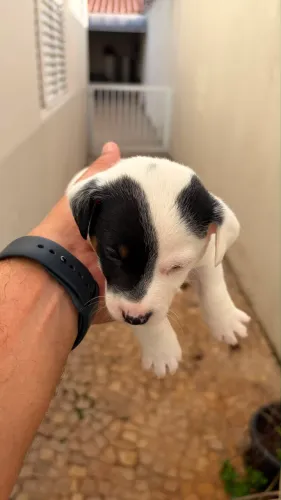 Filhotes Jack Russell Terrier Smooth - Machos - Uberlândia/MG
