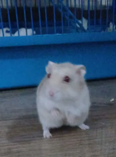Hamster Anão Russo