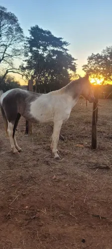 Égua pampa de rosilho negro