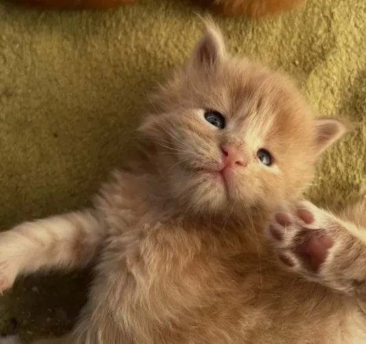 Filhotes Maine coon+ pedigree FLAF