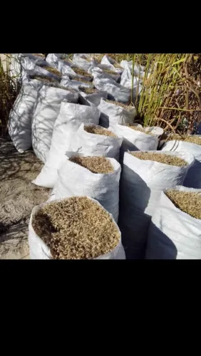 VENDO SEMENTE CAPIM ANDROPOGON ITAPIRAPUA GO PERTO JUSSARA SEMENTE ESTA