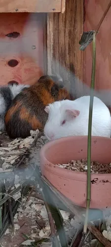Machos pra doação