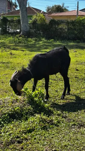 Bode e cabra preto