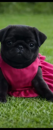 Pug fêmea 