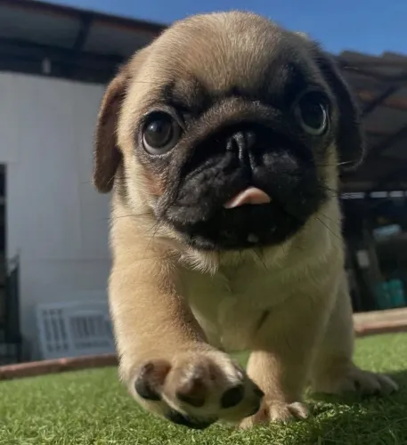 Pug Reserve o seu antes que acabem