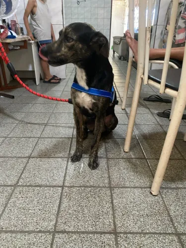 Doação de cachorro