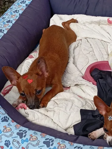 Pinscher MACHO 