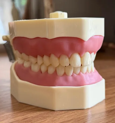 Manequim Odontológico ORAIS dentística